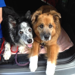 Susan Petze-Rosenblum